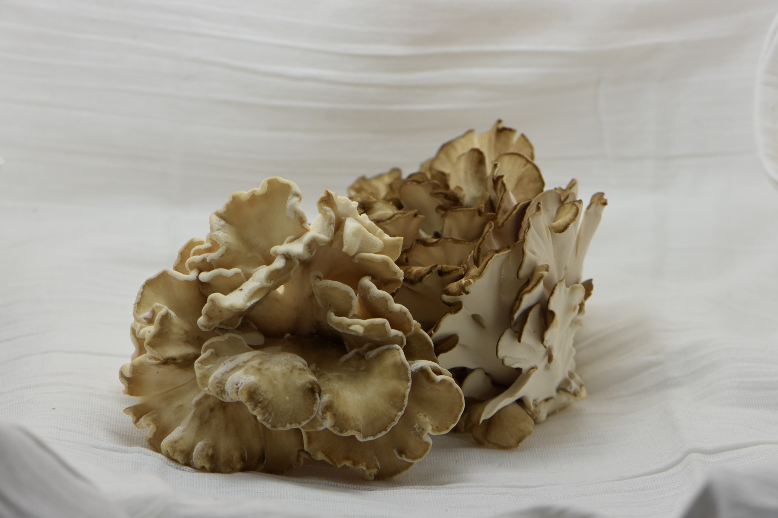 MUSHROOM, MAITAKE LARGE CULTURED HENOFTHEWOODS FRESH REF 5 LB Food Innovations