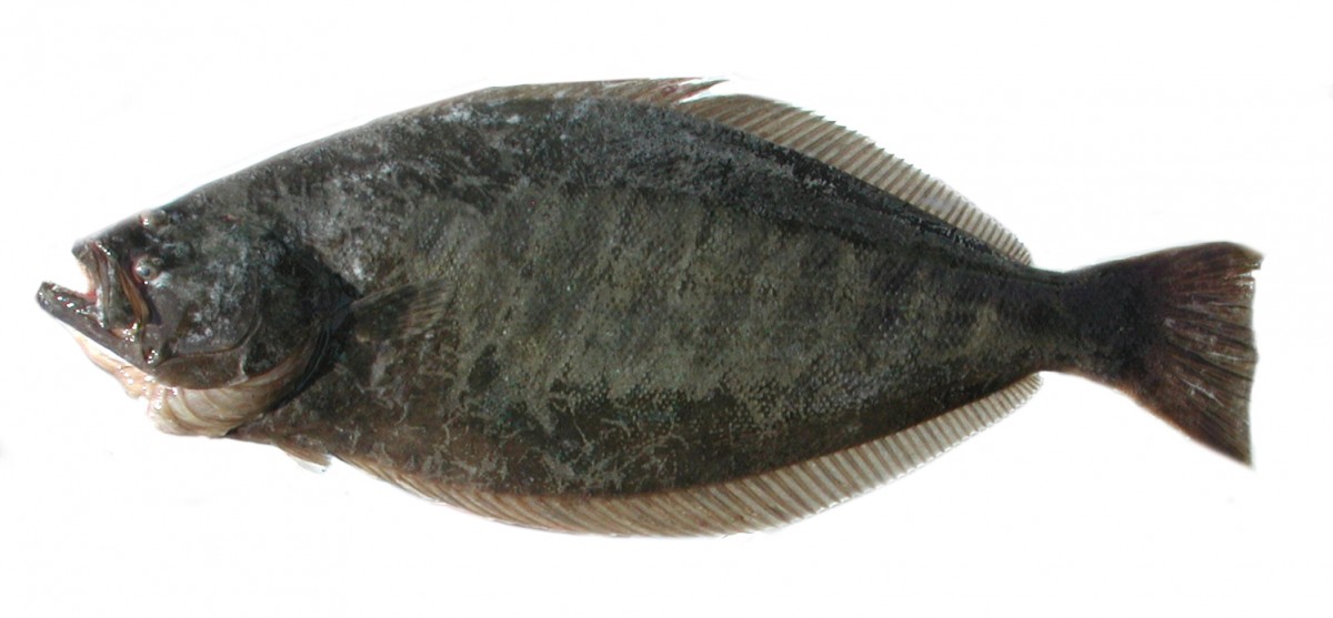 FLOUNDER, CALIFORNIA HALIBUT 815 LB WHOLE HEADON GUTTED BONEIN SKINON RAW REF USA WILD 20